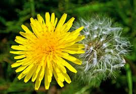 Dandelions- Are they magic?